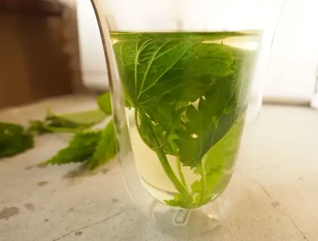 Jak zrobić herbatę z pokrzywy? Prosty przepis na zdrowy napar