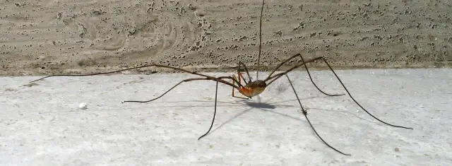 Skuteczne sposoby na to, czym odstraszać pająki w domu i ogrodzie