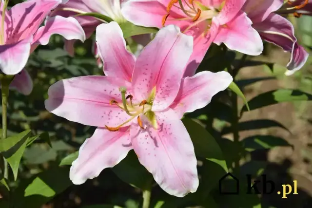 Kiedy sadzić lilie? Idealny termin dla bujnego kwitnienia