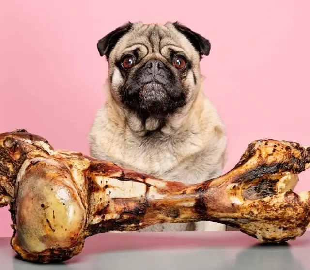Jakie kości dla psa są bezpieczne i zdrowe dla Twojego pupila