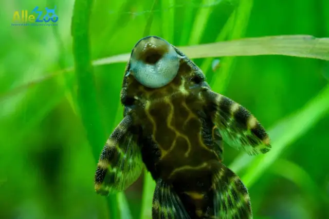 Glonojad: Jak karmić, by był zdrowy? Unikaj tych błędów!