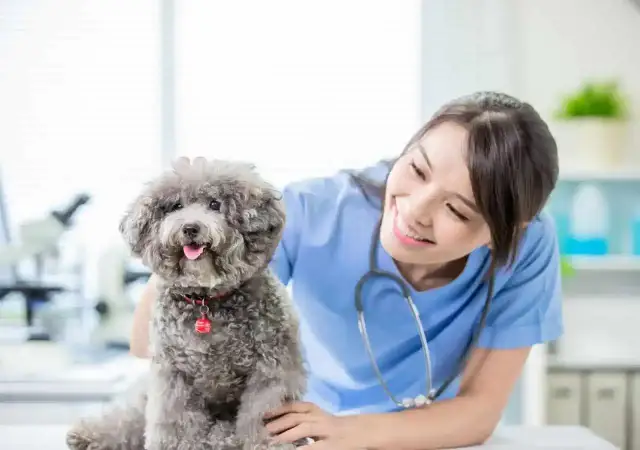 Weterynarz bada małego pudla. Jeśli zauważysz u szczeniaka objawy zapalenia pęcherza, skonsultuj się z lekarzem.
