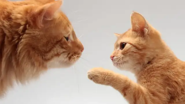 Poznaj dokładny przelicznik wieku kota na ludzkie lata - wszystko o 8 latku