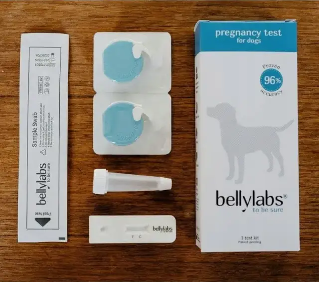 Test ciążowy dla psa: gdzie kupić i jak potwierdzić ciążę?