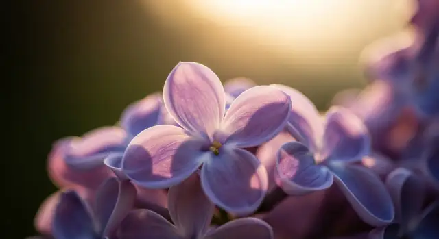 Kochana mamo spójrz jak kwitną bzy – piękno rodzicielskiej miłości