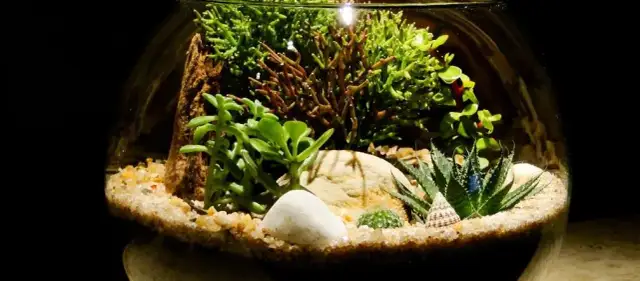 Jak wykorzystać stare akwarium: kreatywne pomysły na nowe życie