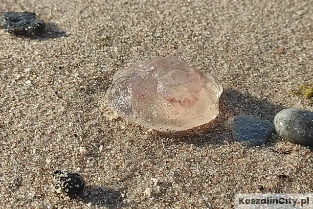 Bałtyckie meduzy: Czy są groźne? Rozpoznaj gatunki i udziel pierwszej pomocy