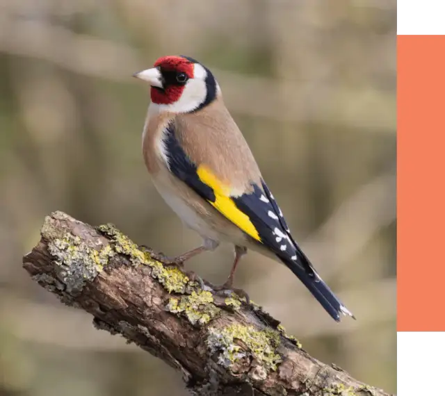 Gdzie zimują szczygły w Polsce: poznaj ulubione miejsca tych kolorowych ptaków