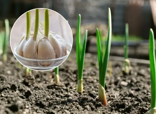 Jakie nawozy pod czosnek? Najlepsze sposoby na zdrowe plony
