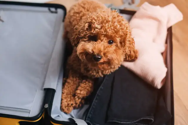 Paszport dla psa ile ważny? Odkryj, jak utrzymać jego ważność