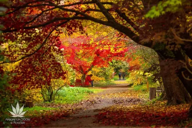 Arboretum Rogów: Co Zobaczyć? Atrakcje, Bilety, Sezonowe Cuda