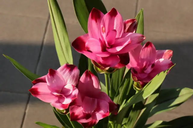 Jak kwitnie kurkuma? Odkryj tajemnice pięknych kwiatów kurkumy