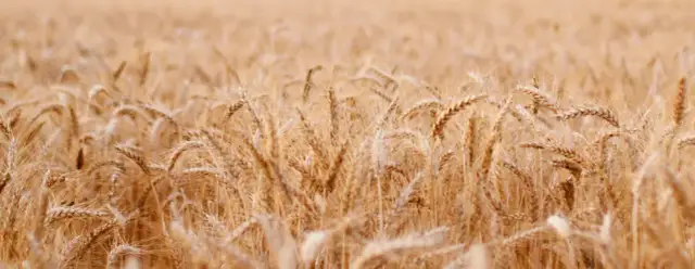 Przypowieść o kąkolu: znaczenie, interpretacja i jak wpływa na nasze życie