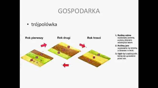 Jak powstawały wsie w średniowieczu - tajemnice kolonizacji i struktury