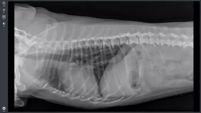 Ile kosztuje przeswietlenie u weterynarza? Ceny, które musisz znać