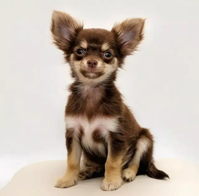 Czy chihuahua gubi sierść? Odkryj przyczyny i sposoby pielęgnacji