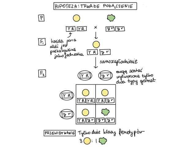Pierwsze prawo Mendla: Czystość gamet i sekrety dziedziczenia