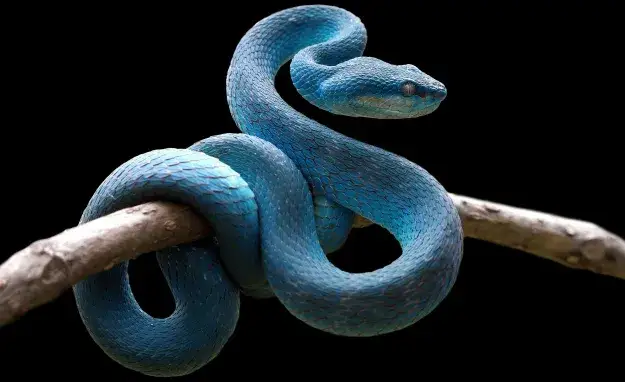 Sen o wężu: Co naprawdę oznacza? Odkryj sekrety podświadomości!