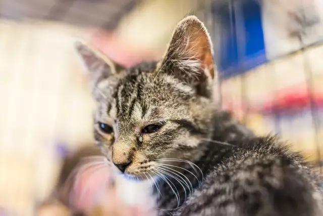 Mały kotek z pręgowanym futerkiem, ma ropiejące oczy.