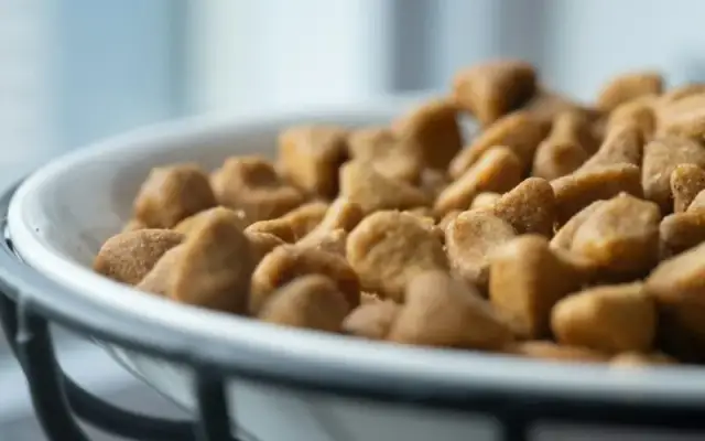 Naleśniki dla psa? Tak, ale bezpiecznie! Przepis i zakazane składniki.