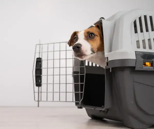 Duży transporter dla psa: Jaki wybrać? Praktyczny przewodnik