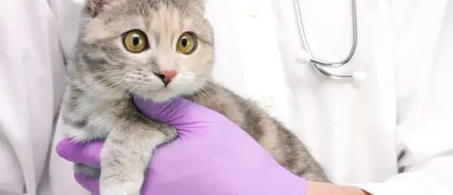 Ile kosztuje wizyta u weterynarza z kotem? Sprawdź ceny i usługi