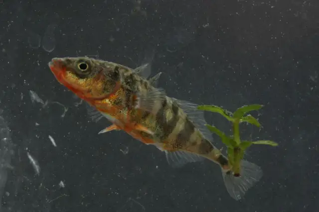 Rybka w słoiku: Ile wytrzyma? Prawda o cierpieniu i alternatywy.