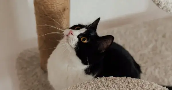 Kotka sika poza kuwetą? Zdiagnozuj przyczynę i znajdź rozwiązanie!