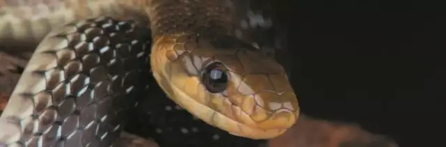 Dlaczego wąż eskulapa jest symbolem medycyny i co to oznacza dla zdrowia