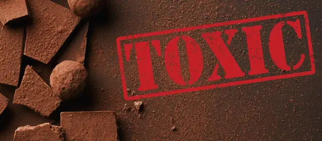 Czekolada dla psa i kota? Toksyczność, objawy, ratunek!