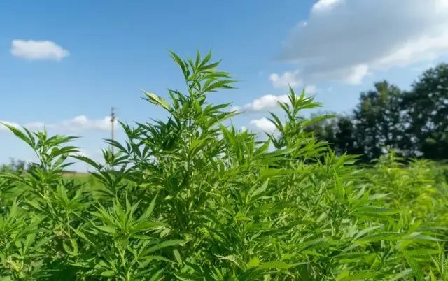 Cuándo plantar marihuanas exterior para evitar errores comunes