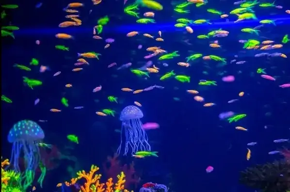 Jak hodować neonki: kluczowe wskazówki dla zdrowego akwarium