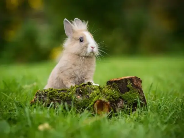 Ile kosztuje królik baranek? Ceny, które zaskoczą przyszłych właścicieli