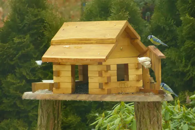 Dlaczego dokarmiamy ptaki zimą? Kluczowe powody dla ich przetrwania