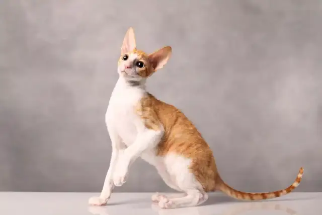 Rudy kot rasy Devon Rex z białymi łatami, siedzący na białej powierzchni, z szarym tłem.