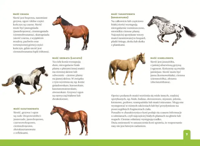 Jaki atlas o koniach dla dziecka? Wybierz idealny z ekspertem!