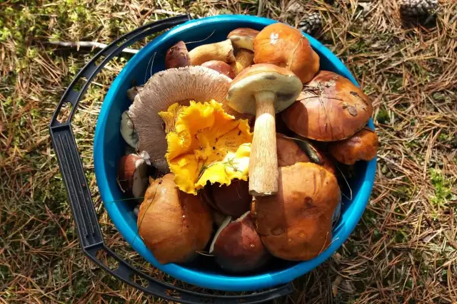 Najlepsze grzyby pod Szczecinem: Sprawdzone miejsca i porady