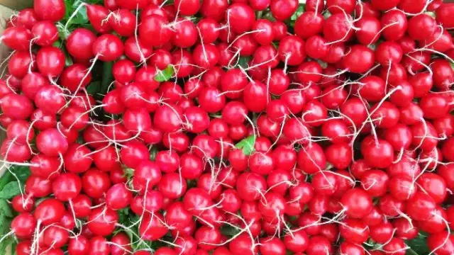 Kiedy jest sezon na rzodkiewki? Poznaj najlepsze terminy siewu i zbiorów