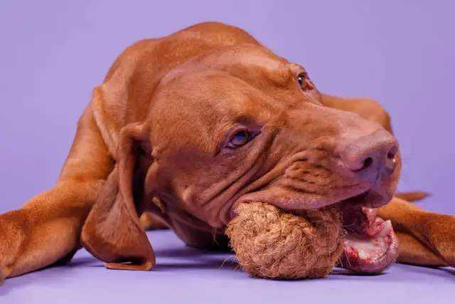 Jakie gryzaki dla szczeniaka wybrać, aby zapewnić mu bezpieczeństwo?