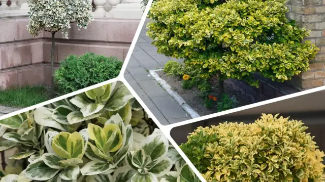 Jak przycinać trzmielinę na pniu, aby uniknąć błędów i cieszyć się zdrowiem rośliny