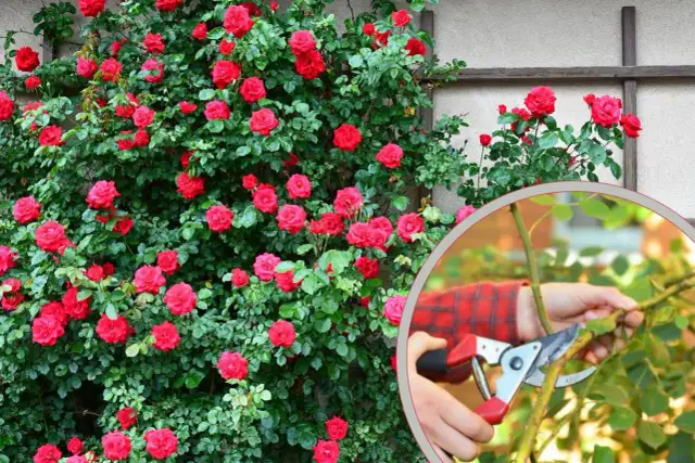 Róże pnące: Kiedy i jak przycinać dla obfitego kwitnienia?