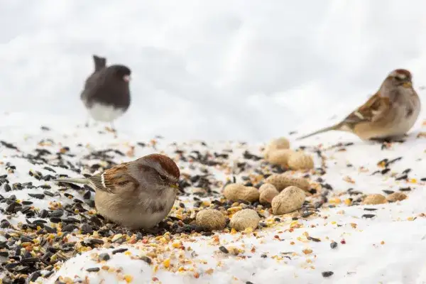 Co jedzą wróble zimą? Odkryj, jakie pokarmy są dla nich najlepsze