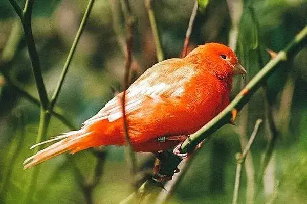 Skąd nazwa Wysp Kanaryjskich? To nie kanarki!