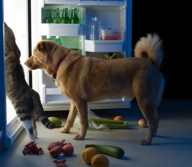 Czy psy mogą jeść surowe ziemniaki? Dowiedz się o zagrożeniach zdrowotnych