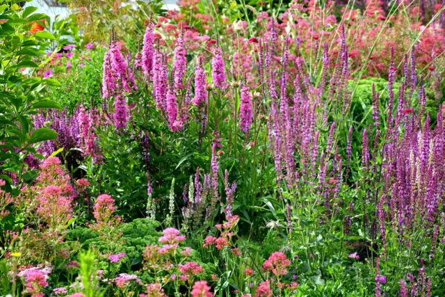 Krwawnica pospolita – kiedy sadzić, aby uniknąć niepowodzeń?