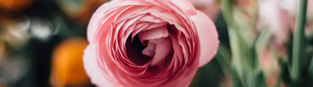 Jaskry jakie stanowisko - idealne warunki dla zdrowego wzrostu