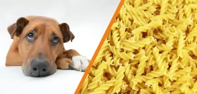 Czy pies może jeść makaron? Sprawdź, co musisz wiedzieć o diecie psa
