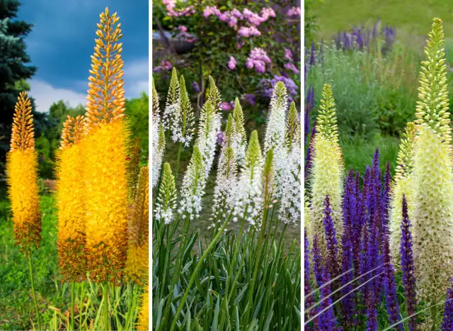 Kiedy sadzić pustynniki? Jesień to klucz do spektakularnego kwitnienia