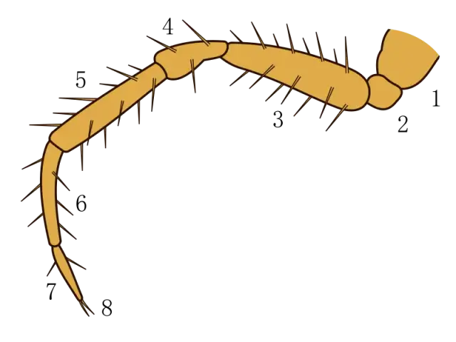 Co to goleń? Poznaj kluczowe informacje o budowie i zastosowaniach