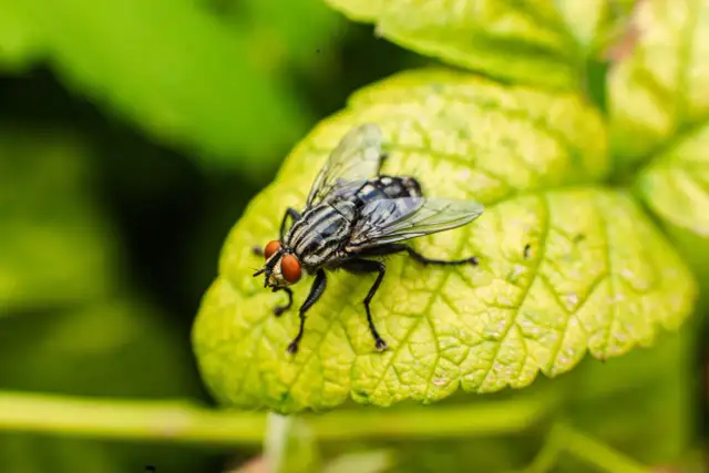 Jak rozmnażają się muchy i dlaczego ich cykl życia jest tak szybki